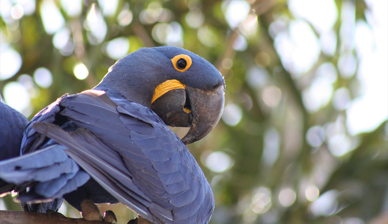 A hyacinth macaw.